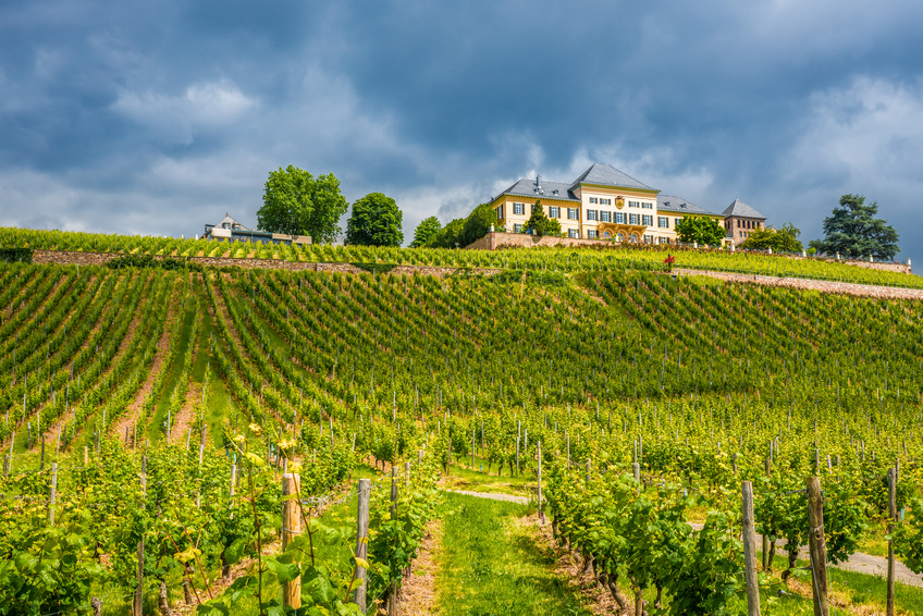 Weinexkusion Rheingau (1-2 Tage)